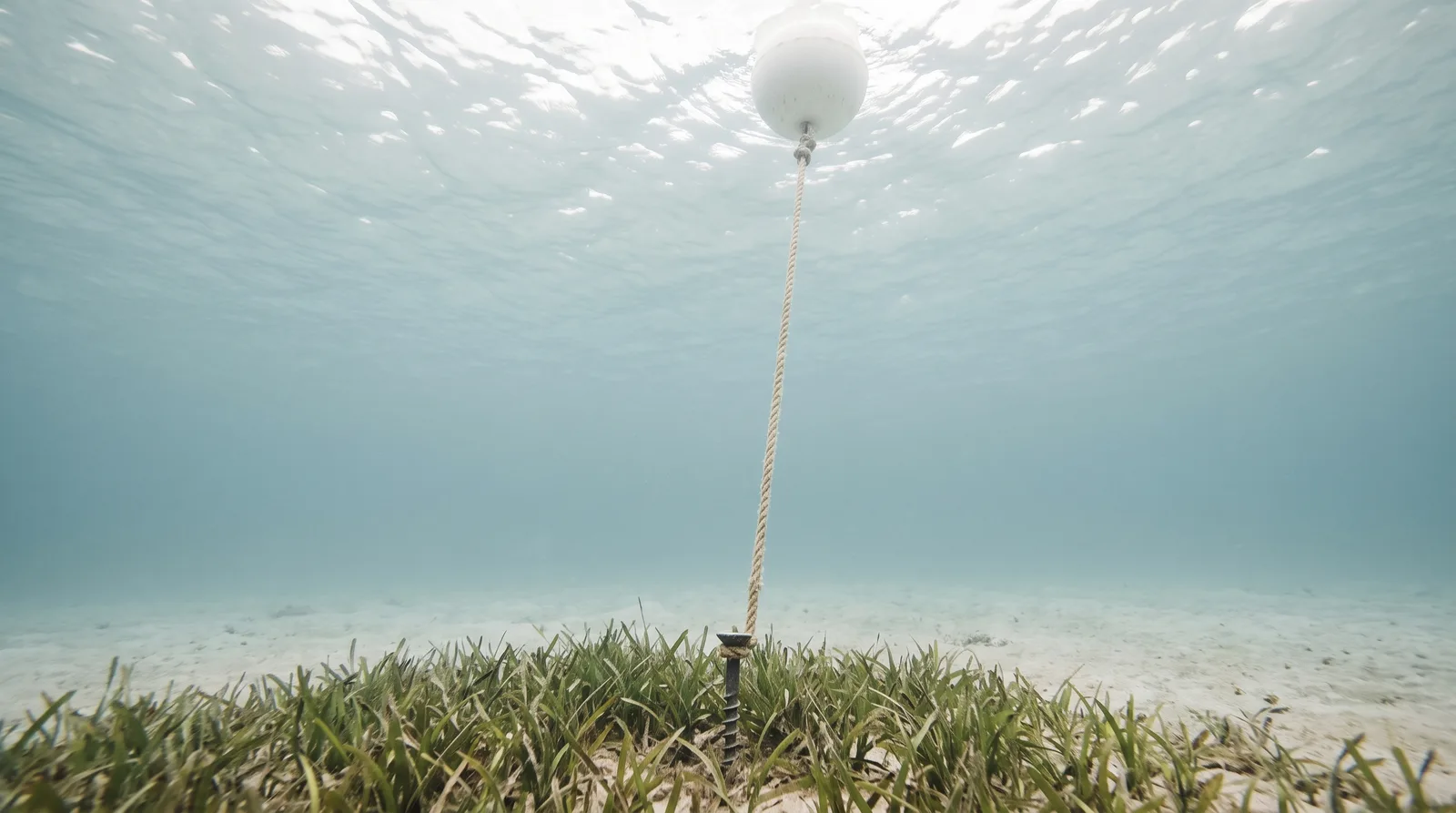 Unterwasseraufnahme: Eine Leine führt von einem Schraubanker in einer Seegraswiese senkrecht nach oben zu einer weißen Boje an der Wasseroberfläche.